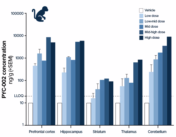 Bar graph showing PYC-002 concentration in ng/g (+SEM) from 1 to 10000 on the y-axis across the 5 disease-relevant regions of the brain for Phelan-McDermid Syndrome on the x-axis (from left to right: pre-frontal cortex, hippocampus, striatum thalamus and cerebellum) in brain tissue samples from Cynomolgus monkeys (Macaca fascicularis) 28 days after treatment with PYC-002, assessed by hy-ELISA with colour-coded key: white for vehicle/control, light blue for low dose, mid-blue for low-mid dose, blue for mid dose, dark blue for mid-high dose and very dark blue for high dose.