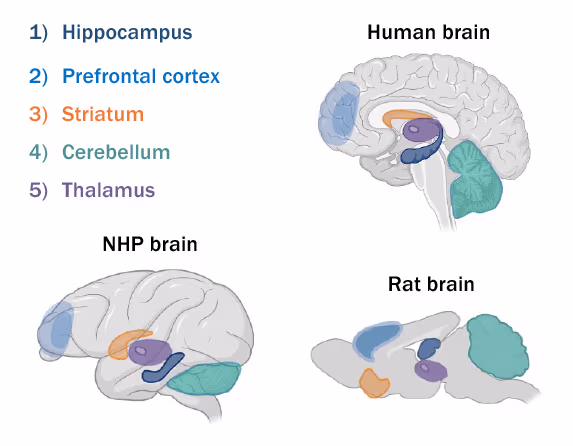 [5:24 PM]Three illustrations of disease-relevant brain regions for Phelan-McDermid Syndrome in human, non-human primate (NHP), and rat brains with a colour-coded key. The regions highlighted in each brain illustration are the hippocampus in dark blue, the prefrontal cortex in blue, the striatum in yellow, the cerebellum in teal and the thalamus in purple. The brain illustrations are grey.